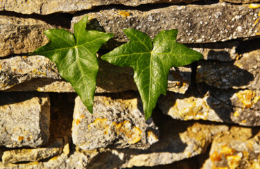 Feuilles de lierre